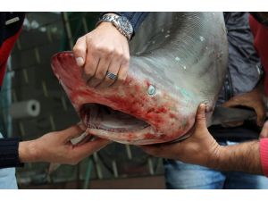 (Özel Haber) Köpek Balıkları Balıkçıların Belası Oldu