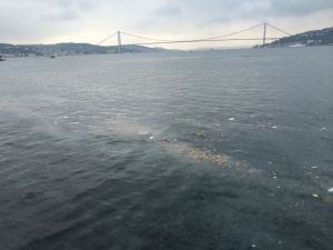 (Özel Haber) Denizanaları Boğazı İstila Etti
