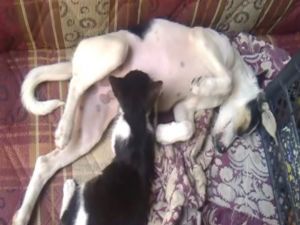 Kediyi Yavrusu Gibi Emziren Köpek