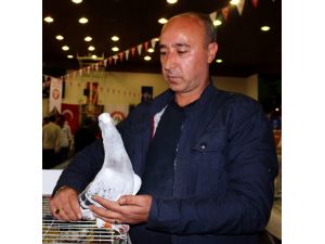 Araba Fiyatına Güvercin