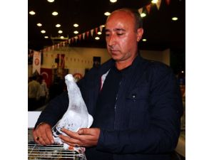 Araba Fiyatına Güvercin