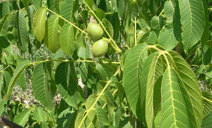 Mart Soğukları Vurdu, Ceviz Tavan Yaptı
