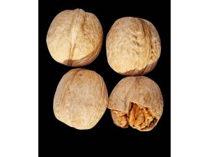 Mart Soğukları Vurdu, Ceviz Tavan Yaptı