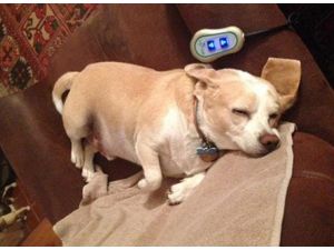 Vefakar Köpek Hastalanan Sahibini 32 Km Takip Etti