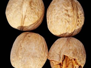 Mart Soğukları Vurdu, Ceviz Tavan Yaptı