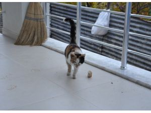 Üç Ayaklı Kedi Görenleri Şaşırtıyor