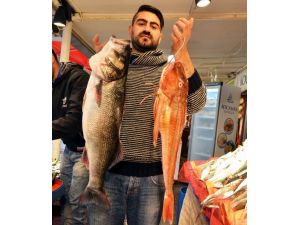 Marmara’daki Balık Bolluğu Yüzleri Güldürüyor