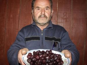 Zeytinin Sofralara Meşakkatli Yolculuğu