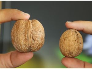 Dünyanın En Büyük Cevizi Adana Tarım Fuarı’nda