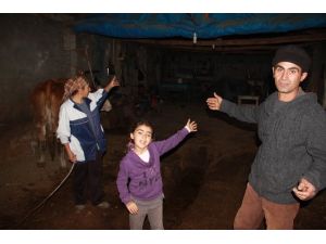 Evleri Yanan Aile Ahırda Yaşıyor