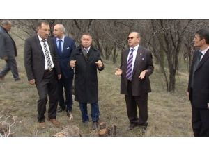 Odtü’de Ağaç Gerginliği