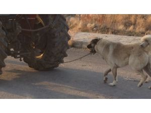 Köpeğini Traktörün Arkasına Bağladı