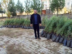 Gercüş Ziraat Odası 3 Bin Adet Çam Fidanı Dağıtacak