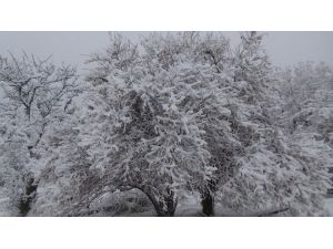 Beyaz Esaret Geri Döndü
