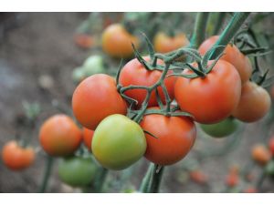 Güvenli Domatesin Hasadına Başlandı