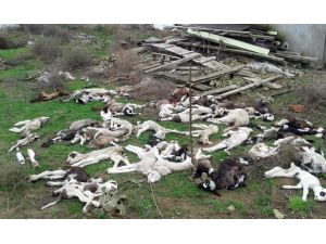 (Özel Haber) Edirnede Telef Olan Hayvanlar Köyü Tedirgin Ediyor
