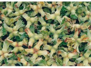 Ordu’da Fındık Verimi Düşük