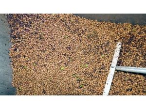 İnşaat Mühendisi Çekirdeksiz Zeytinyağı Üretti