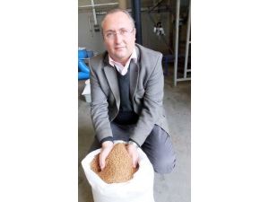 Burhaniye’de Zeytin Çekirdeği Kalorifer Yakıtı Oldu