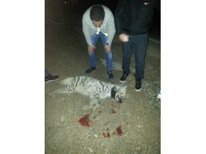 (Özel Haber) Nesli Tükenmekte Olan Çizgili Sırtlan, Trafik Kurbanı Oldu