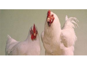 Kuş Gribi Kabusu Hortladı