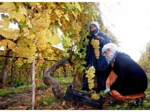 Üzüm Kesimi Yağmur Çamur Dinlemiyor