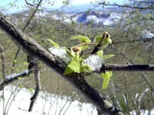 Meteorolojiden Don Uyarısı