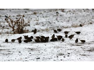 Erzurum’da Kar Yağışı