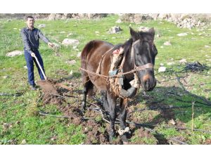(Özel Haber) Bu Köyde Atlar Traktörlerden Daha Değerli