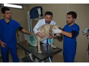 Av Tüfeğiyle Vurulan İki Köpek Hayata Döndürüldü