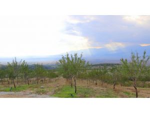 Ege’nin En Büyük Badem Bahçesi Bu Yaz İlk Meyvelerini Verecek