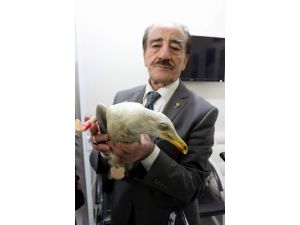 Martıya Protez Ayak, Köpeğe Yürüteç