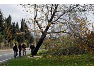 Yalovada 180 Ağaç Kesildi