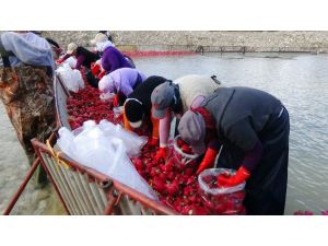 (Özel Haber) Kırmızı Altın Turp Sezonu Başladı