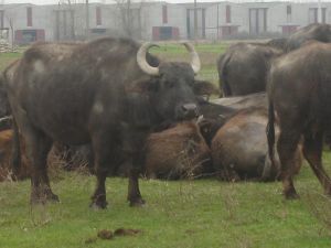Ordu’da Manda Sayısı Arttı