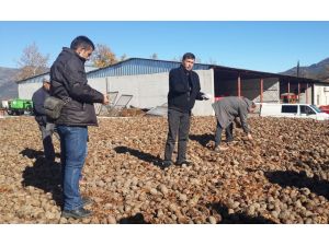 15 Milyon Sedir Tohumunu Toprakla Buluşacak