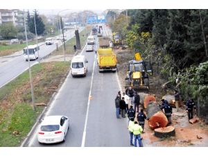 Kesilen Ağaçlara Ne Olacak ?