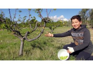 (Özel Haber) Kışta Can Eriği Hasadı