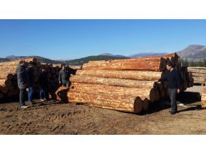 Bucak Orman İşletmeden Rekor Üretim