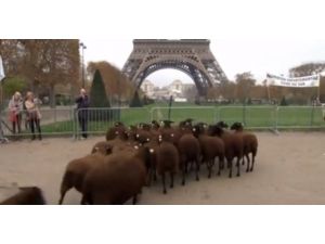 Koyunların Eyfel Anısı