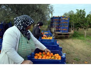 Mandalina Üreticisi Memnun Değil