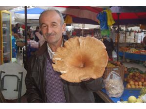 Dev Mantar Görenleri Şaşırttı