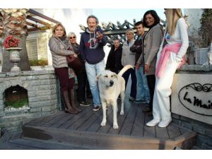 Oteli Koruyan 4 Köpeği Zehirlediler
