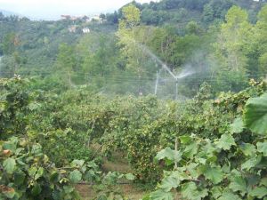 Tarım Desteği Havaalanını Geçti