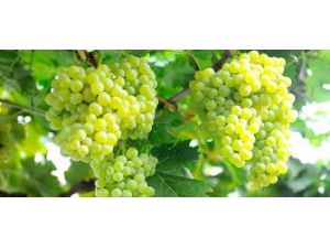 Manisa Üzümleri Avrupa’ya İhraç Ediliyor