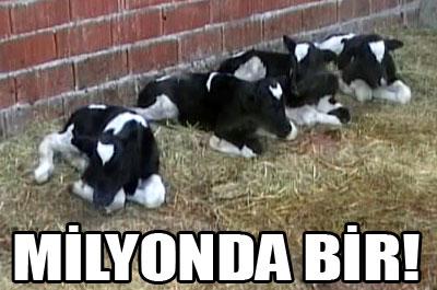 İnek dördüz doğurdu 