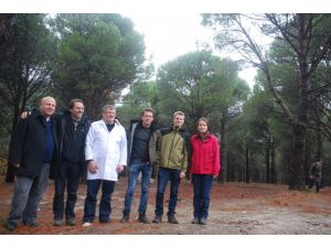 Amerika Kökenli Çam Fıstığı Düşmanı Böcekle Biyolojik Mücadele Başladı