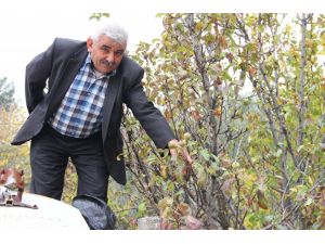 Armut Ağacı Aralıkta Meyve Verdi