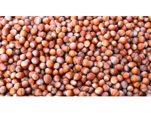 Fındıkta Destek Sevinci