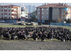 Yılbaşı Hindileri Satışa Çıktı
